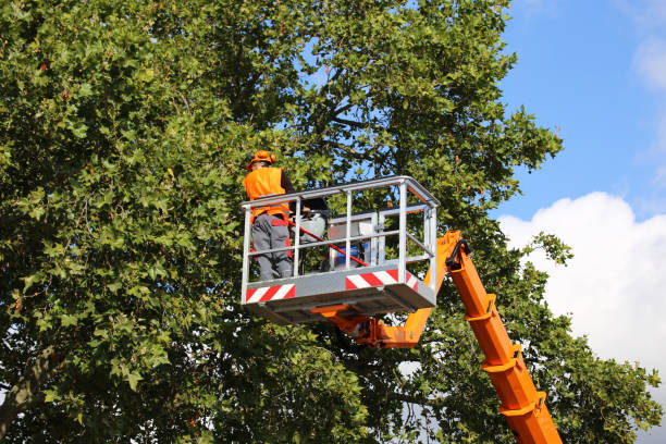 Best Storm Damage Tree Cleanup  in Bangor Base, WA