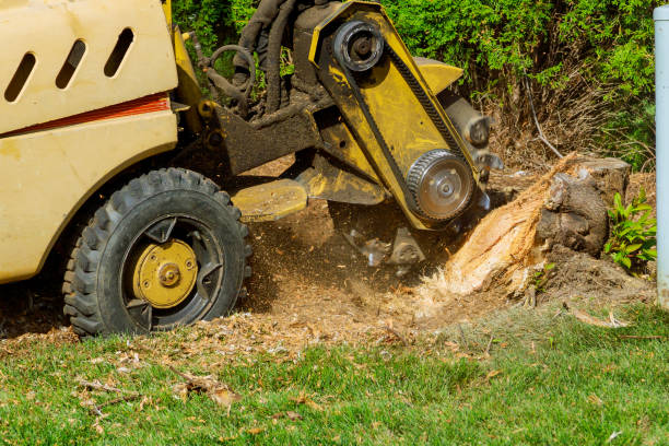 Trusted Bangor Base, WA Tree Services Experts
