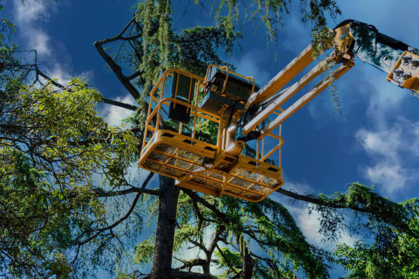  Bangor Base, WA Tree Services Pros