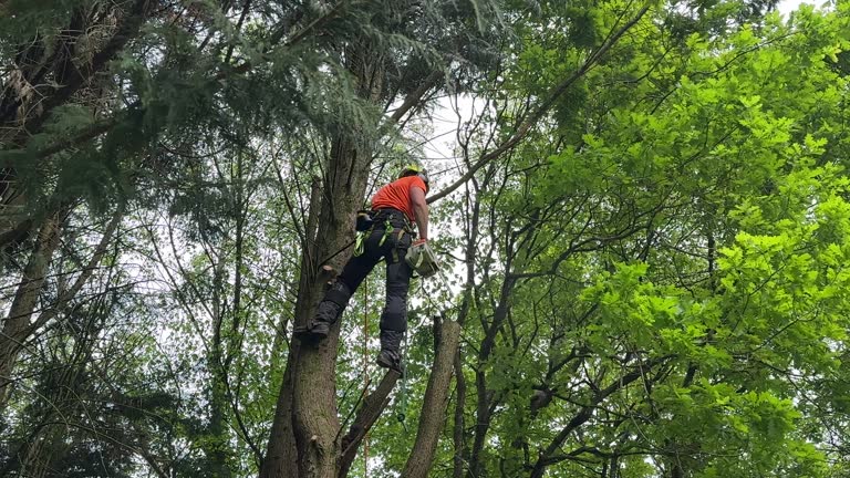Best Emergency Tree Removal  in Bangor Base, WA