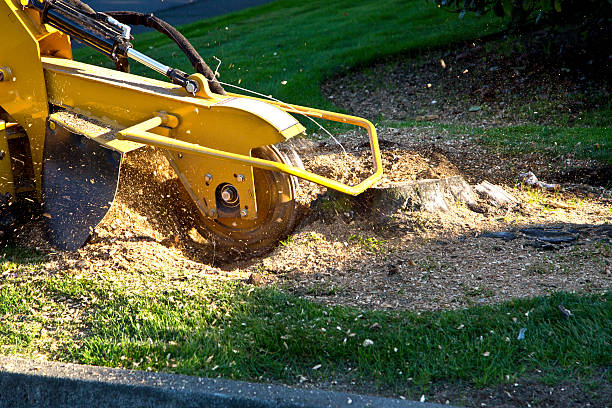 Best Tree and Shrub Care  in Bangor Base, WA