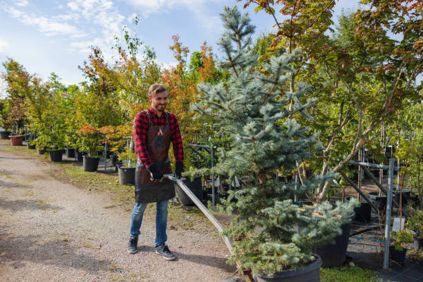 Best Fruit Tree Pruning  in Bangor Base, WA