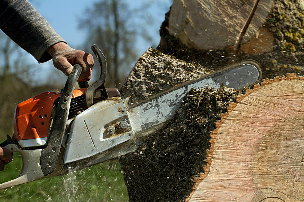 How Our Tree Care Process Works  in  Bangor Base, WA
